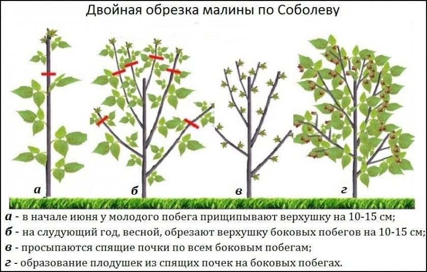 Малина дерево: посадка, уход и выращивание древовидной малины